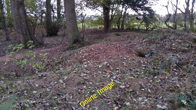 Foto 12x8 Dachs siedeln sich im Kedleston Park an, während Dachse schlau aussehen, ihre c2014