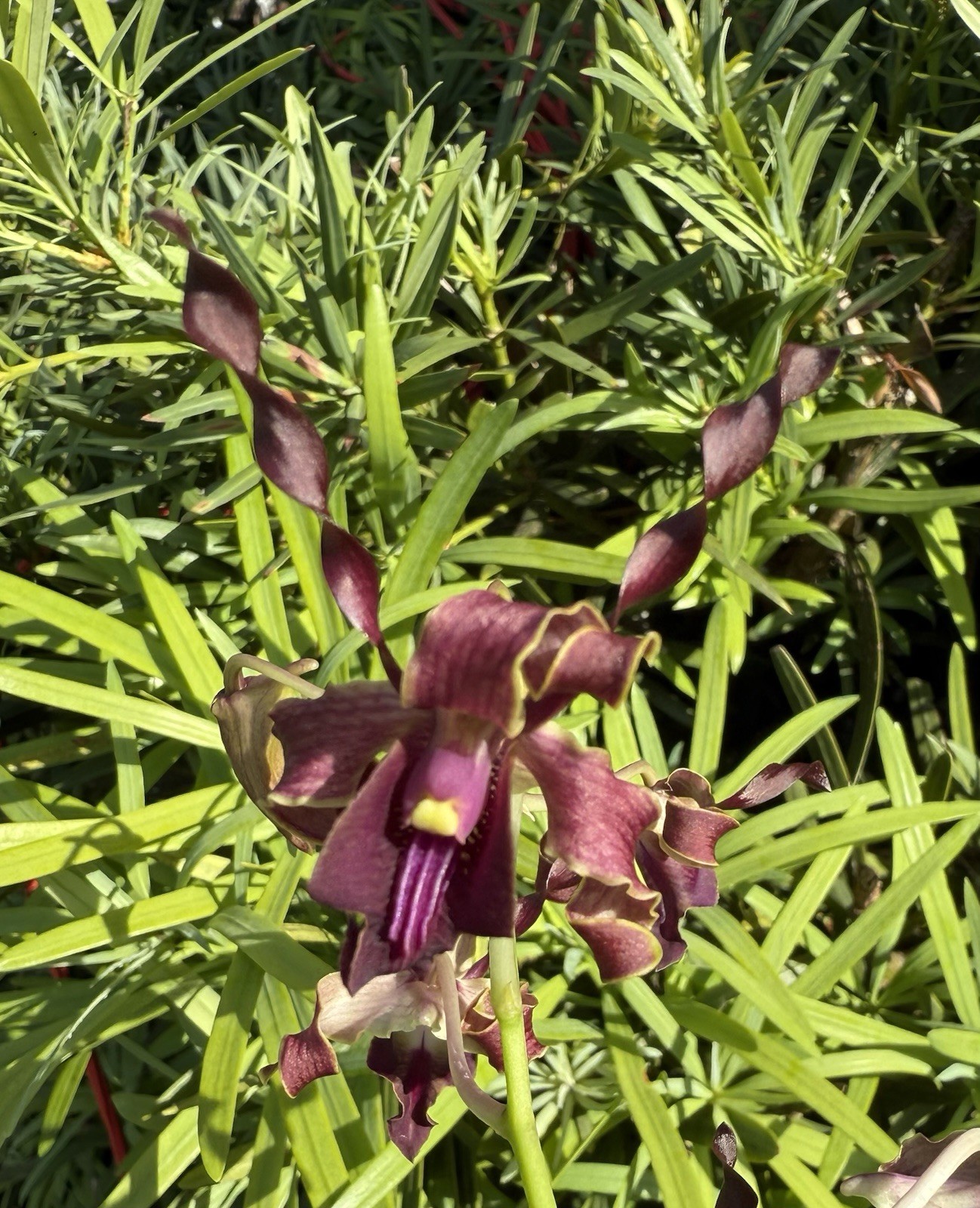 Dendrobium Big Ben Antelope Den. 4” Orchid Plant
