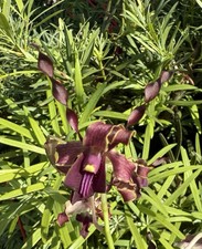 Dendrobium Big Ben Antelope Den. 4  Orchid Plant