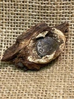 Nice Dug Civil War High Impact Cleaner Bullet Encased In Wood Gravelly Run Va.