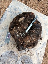  B8 Natural Genuine Burl Root Manzanita Wood Projects