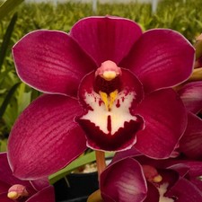 Cymbidium Barrita Nettle 'Lip Solid'  1 1/2 Gallon Pot