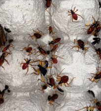 Horrid King Assassin Bug (Psyttala Horrida) 7...