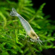 Snow Amano Shrimp Caridina multidentata " Snow" - Tank Bred