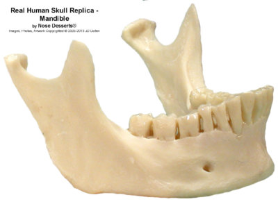 その他 VINTAGE JAW BONE CALIFORNIA FREE FORM VINTAGE JAW BONE CALIFORNIA FREE FORM rogerscollectiblesstore