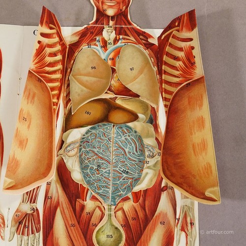 Faltbare anatomische Broschüre mit Darstellung weiblicher Anatomie ca.1900er Jahre - Bild 4 von 6