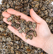 1 Stone Tumbled Dalmatian Jasper Crystals Wire Wrapping Gemstone Jewelry Making