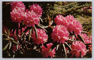 Purple Rhododendron in Full Bloom Southern Appalachian Mountains UNP 1950s