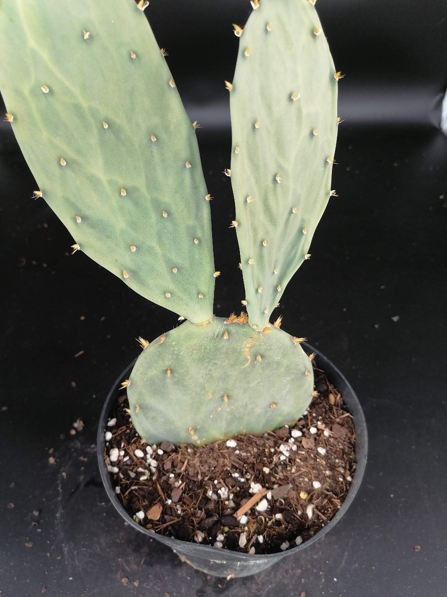 Opuntia bentonii cactée sans entretien pour végétaliser un balcon sec