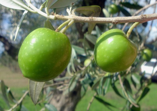 Olea europaea, European Olive Tree - 10 to 100 Sementes - 第 7/12 張圖片