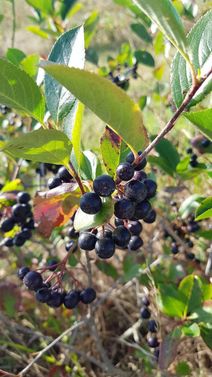 Aronie à gros fruits Nero en conteneur de 3L pour jardinier