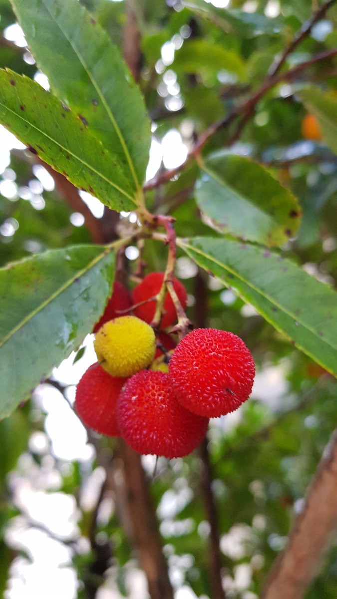 Arbousier Arbutus unedo sujet spécimen pour jardin d'exception