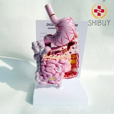 Adult Human Digestive System Large Intestine Model Duodenal Visceral Model