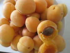 SWEET SEKERPARE APRICOT FRUIT TREE - 3 SEEDS