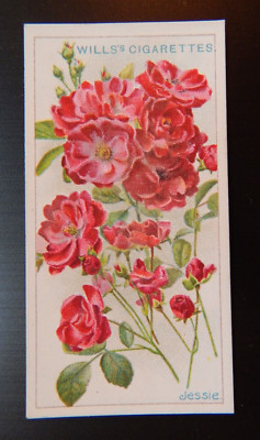JESSIE, ROSES 1912 ANTIQUE WILLS CIGARETTE CARD ,NICE,