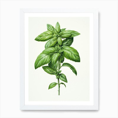 Basilikum Vintage Botanische Kräuter 2 Kunst Gerahmtes Wandbild Poster Leinwanddruck Bild