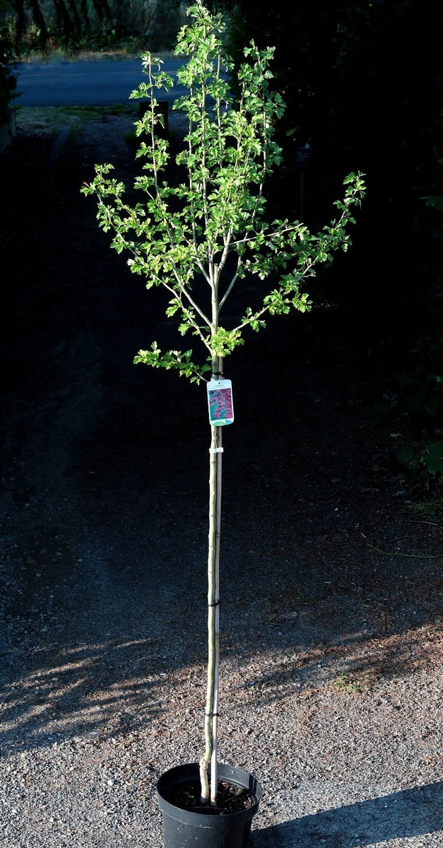 bonsai baum garten winterhart Outdoor Bonsai Urweltmammutbaum (Metasequoia) ca. 30 cm – winterhart, –  Blumen-Senf® main image 1