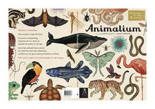 Animalium: Welcome to the Museum - Broom, Jenny