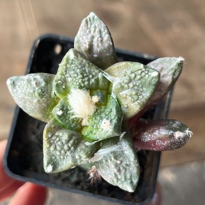 A9-1076 Cactus retusus x fissuratus, grafted