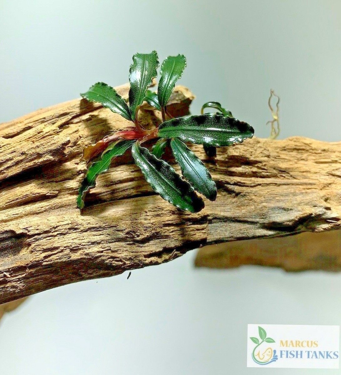 BUCEPHALANDRA forまぁ Bucephalandra Mix on Driftwood Aquarium Plant Decor — Buce Plant