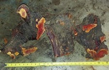 Ribbonwood Burl Lot Cast Turn Scale Like Manzanita Carve Red Hardwood