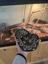Ball python With Full Terrarium, Set Up And Extra Food  
