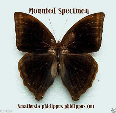 BUTTERFLY - Amathusia phidippus phidippus (m) - Cameron Highlands
