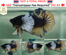 Live Betta Fish Thailand -- Deep Blue Yellow Dumbo HMPK Male