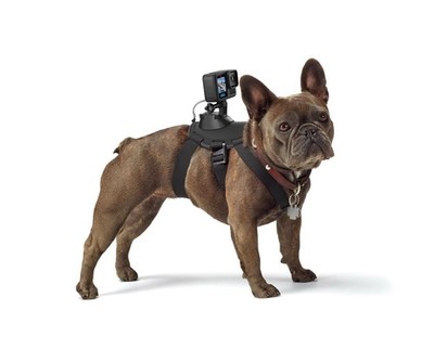 GoPro Dog Fetch Hundegeschirr
