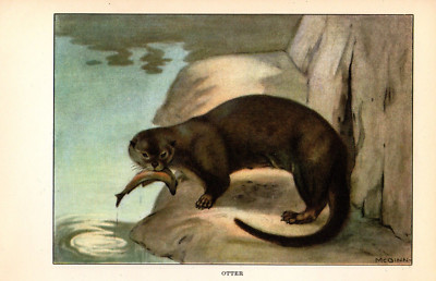 1926 Vintage ANIMALS ''Otter with Fish'' Full COLOR Art Plate Lithograph print