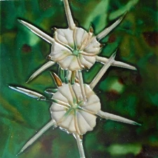 Flower hand painted ceramic art tile coaster 4 x 4 inches with back