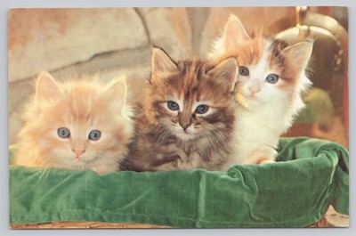 Vintage Three Kittens Postcard Meow Pastel Home Scene P25920