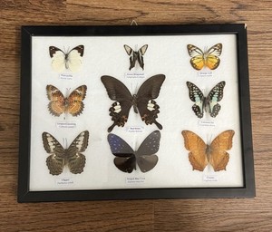 Real Butterfly Specimen Frame 9 Species Labeled Entomology Display