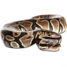 Realistic Snake Lifelike Scary Prank Toy Joke Party Prop Garden
