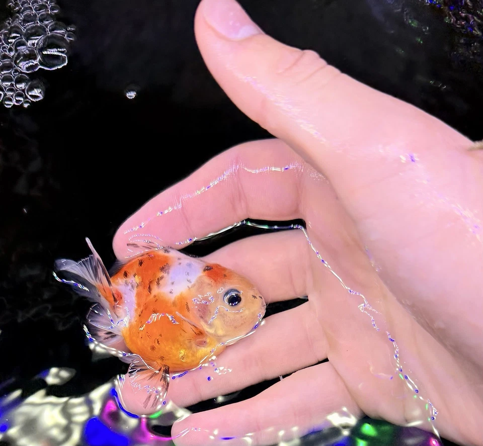 10 peces dorados Shogun F2 Oranda, aleta corta, juveniles, peces ornamentales Foto 4 de 4