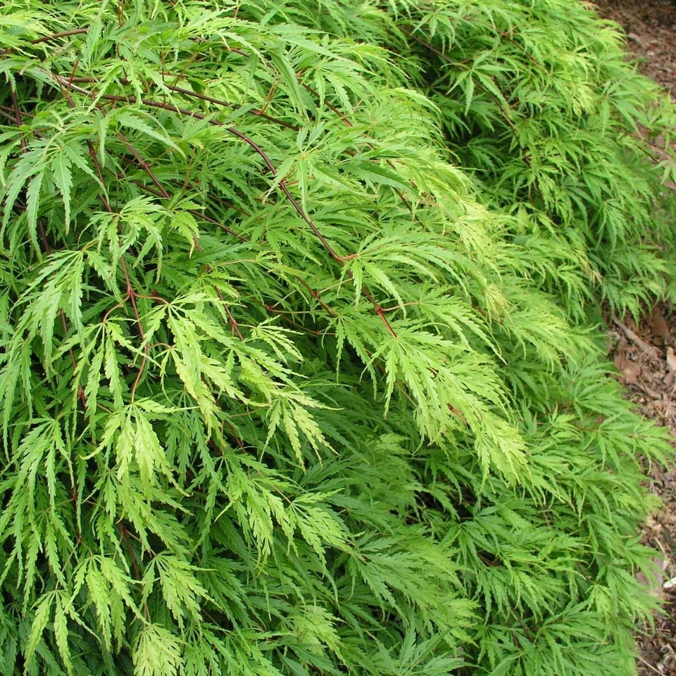 Acer 'Emerald Lace' Japanese Maple Plant - 25-35cm in Height Ready to Plant - Image 3 of 4