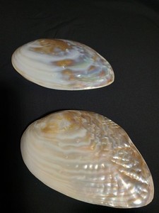 Pearlized Mussel Shell 6 1/2"x 4", Whole (both sides), Mother of Pearl, Large