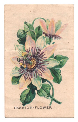 1920s Passion Flower Flower Card D35 (SMALL) Weber Baking Pulman Bread