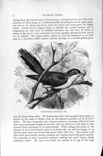 Old Antique Print Natural History 1895 Yellow-Billed Cuckoo Picarian Bird 19th