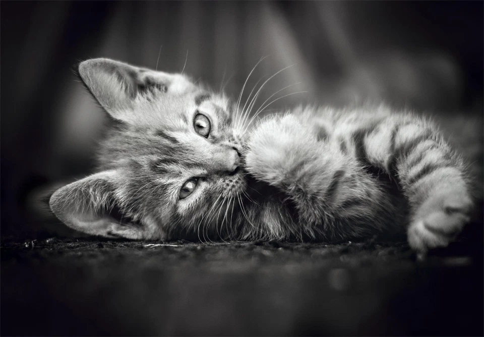 Clementoni - Puzzle 1000 Pezzi per Adulti e Ragazzi, Collection, Tema Kitty arvT - Immagine 2 di 4