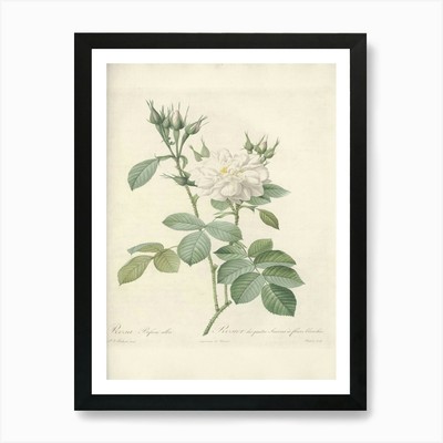 Rose Illustration, Pierre Joseph Re gerahmtes Wandbild Poster Leinwanddruck Bild