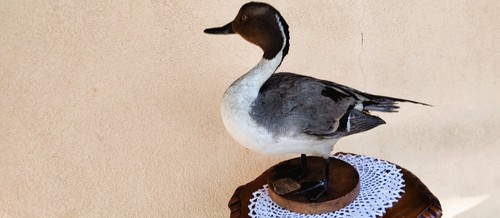 trofeo caccia anatra esemplare codone tassidermia taxidermy uccello imbalsamato - Foto 3 di 5