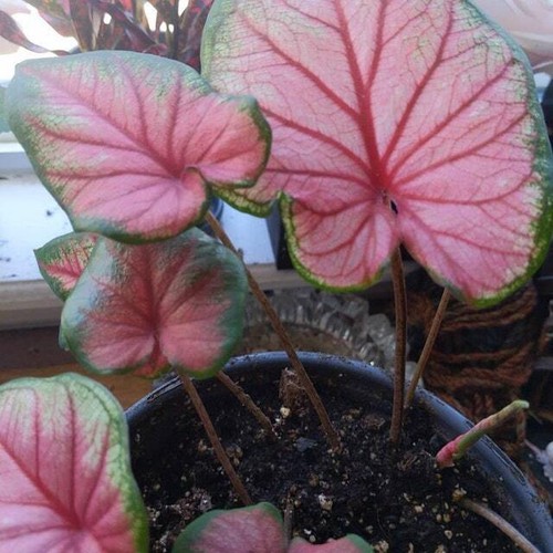 'Sizzle' Caladium – Vibrant Dance of Colors (2 Bulbs) - Picture 6 of 9