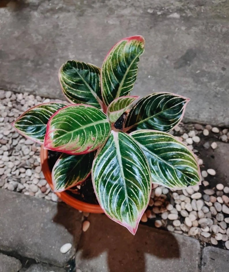 Real Picture Aglaonema Minion Beautiful Rare Plant