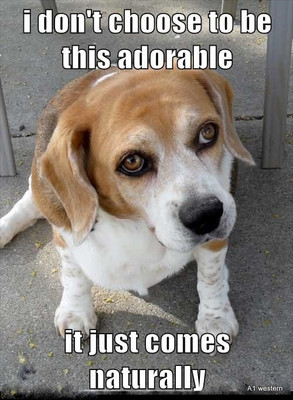 Funny Beagle  refrigerator magnet 3  1/2x 4 1/2  ''