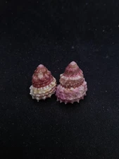 2 x Astralium haematragum sea shells coastal marine collectors #14112