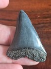 HUGE! RARE PREHISTORIC GREAT WHITE SHARK TOOTH FOSSIL, NOT MEGALODON! JAWS SIZE! — photo 2