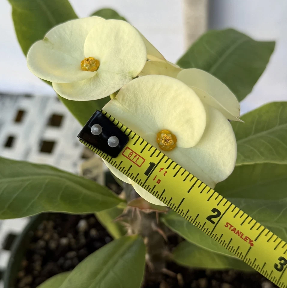 Euhorbia Milii Crown Of Thorns Corona de Cristo 'Name it Yourself' White Variety - Image 4 of 4