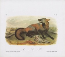 Litografía en color Audubon 1989 vintage "American Cross Fox" comiendo un pájaro mamífero