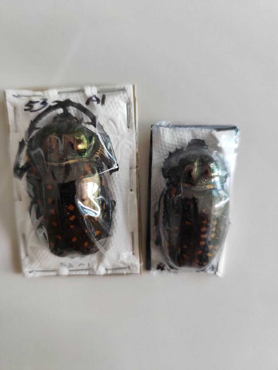 標本 Cheirotonus formosanus 54mm Cheirotonus formosanus 54mm - メルカリ